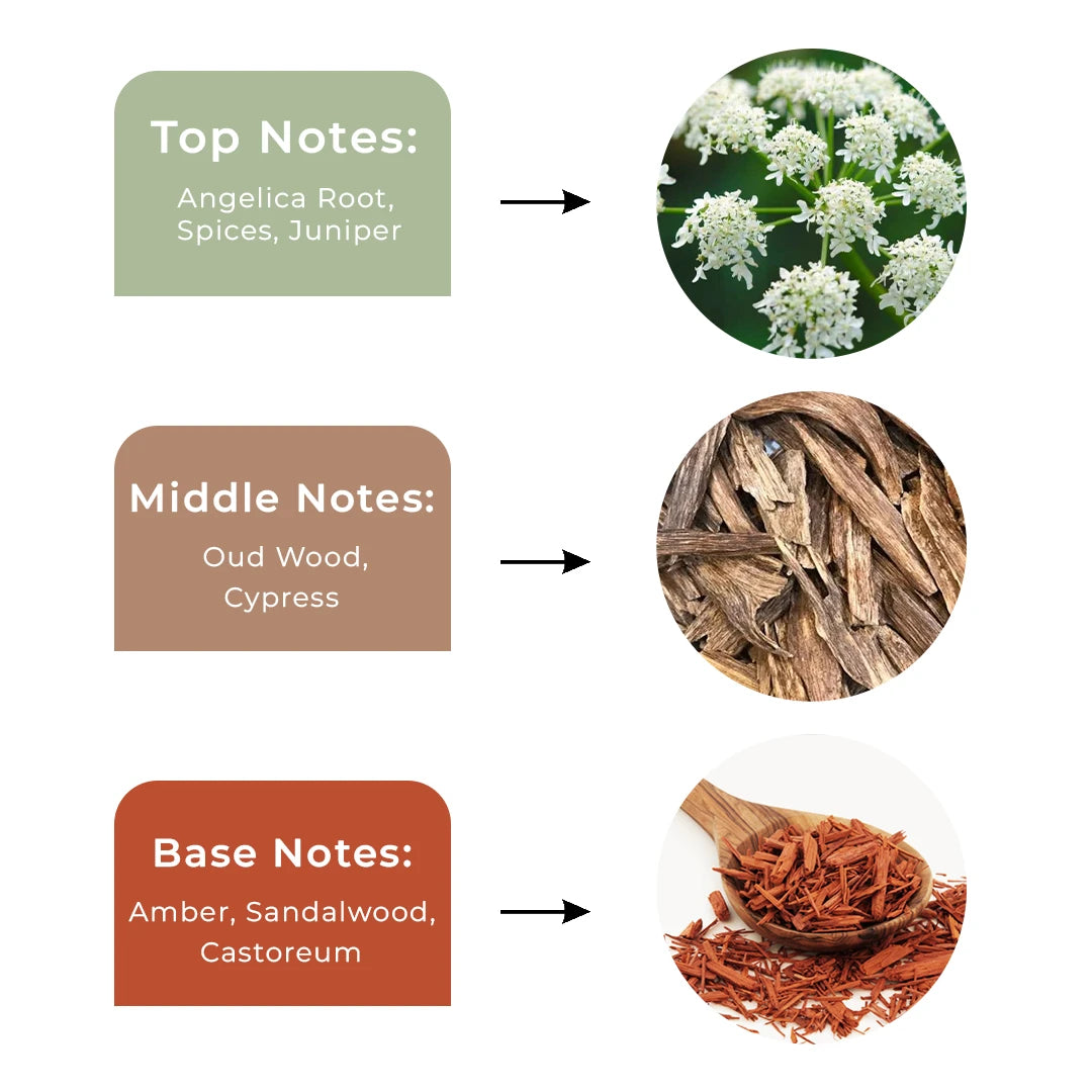 Top Notes - Middle Notes - Base Notes